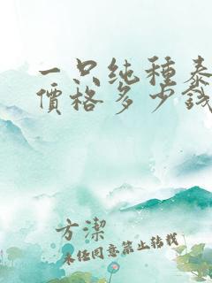 一只纯种泰迪犬价格多少钱
