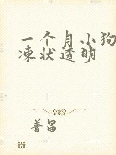 一个月小狗拉果冻状透明