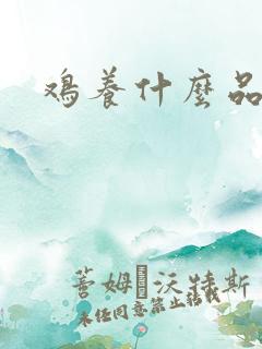 鸡养什么品种好