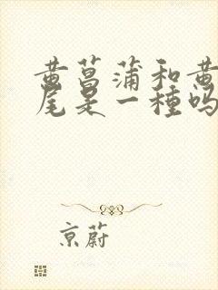 黄菖蒲和黄花鸢尾是一种吗