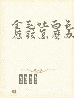 金毛吐白色粘液应该怎么办