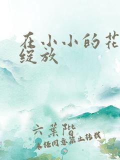 在小小的花蕾中绽放