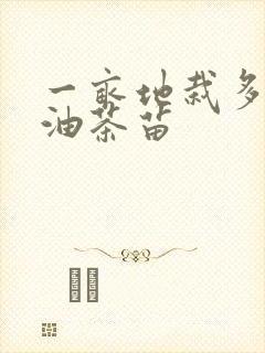一亩地栽多少棵油茶苗