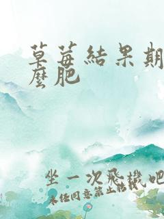 草莓结果期用什么肥