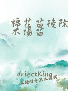 棉花苗后除草剂不伤苗