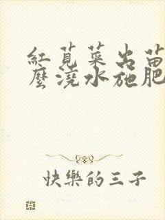 红苋菜出苗后怎么浇水施肥