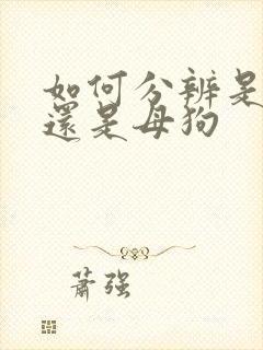 如何分辨是公狗还是母狗