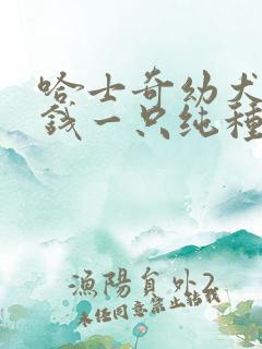 哈士奇幼犬多少钱一只纯种