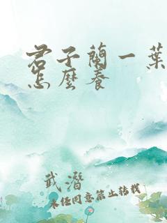 君子兰一叶小苗怎么养