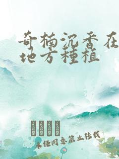 奇楠沉香在什么地方种植