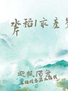 水稻1亩产多少斤
