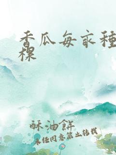 香瓜每亩种多少棵