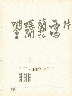 蝴蝶兰两片叶子会开花吗