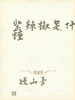 紫辣椒是什么品种