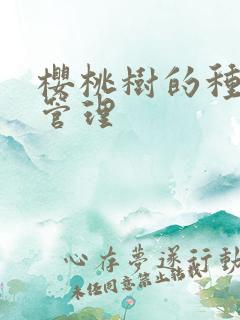 樱桃树的种植与管理