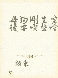 母狗刚生完小狗后要吃些啥
