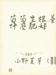 葡萄生根养根用什么肥好