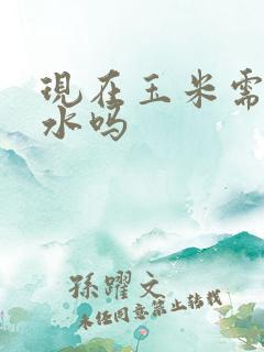 现在玉米需要浇水吗