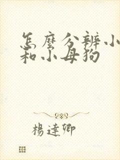 怎么分辨小公狗和小母狗