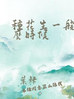 种花生一般在什么时候
