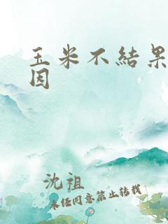 玉米不结果穗原因