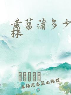 黄菖蒲多少钱一株
