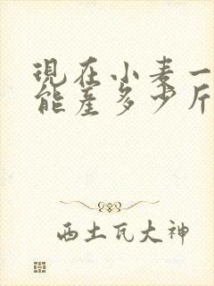 现在小麦一亩地能产多少斤