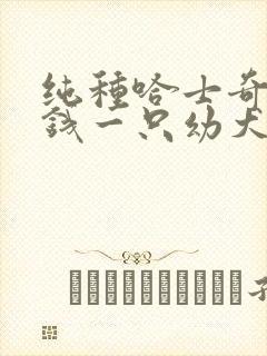 纯种哈士奇多少钱一只幼犬