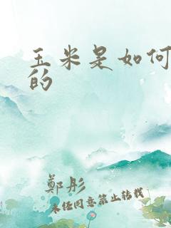 玉米是如何生长的