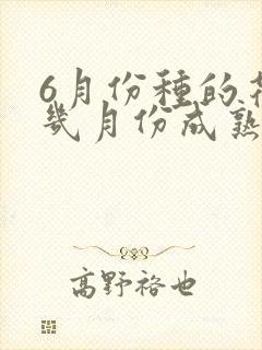 6月份种的花生几月份成熟