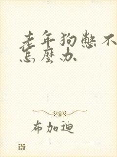 老年狗憋不住尿怎么办