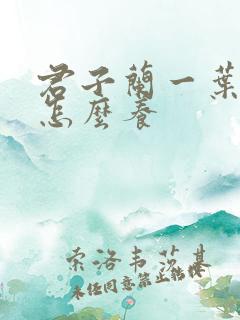 君子兰一叶小苗怎么养