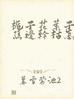 栀子花叶子发黄焦边干枯怎么办