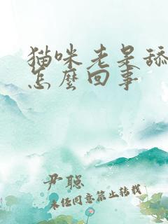 猫咪老是舔小鸡怎么回事