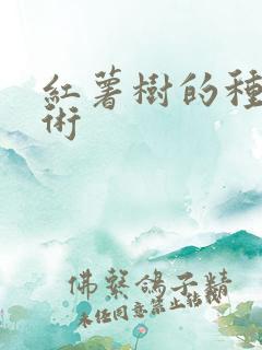 红薯树的种植技术