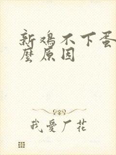 新鸡不下蛋是什么原因
