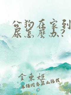 公狗在家到处拉尿怎么办?