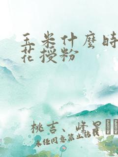 玉米什么时候扬花授粉