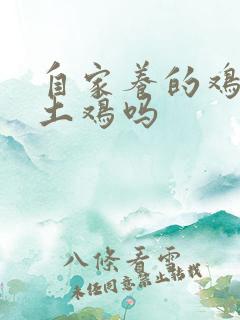 自家养的鸡是叫土鸡吗
