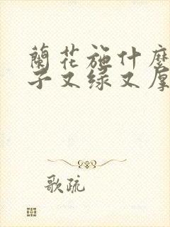 兰花施什么肥叶子又绿又厚