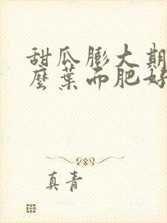 甜瓜膨大期用什么叶面肥好