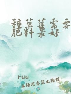 种草莓需要什么肥料最好