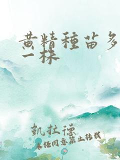 黄精种苗多少钱一株