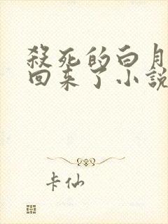 杀死的白月光又回来了小说