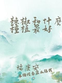 辣椒和什么一起种植最好