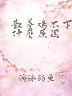散养鸡不下蛋是什么原因