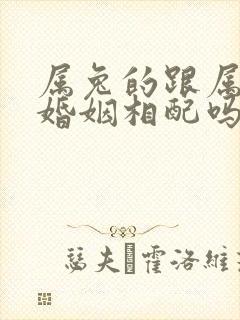 属兔的跟属牛的婚姻相配吗