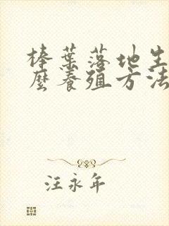 棒叶落地生根怎么养殖方法和注意事项