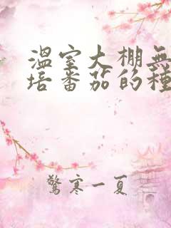 温室大棚无土栽培番茄的种植