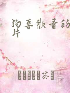 狗喜欢看的动画片